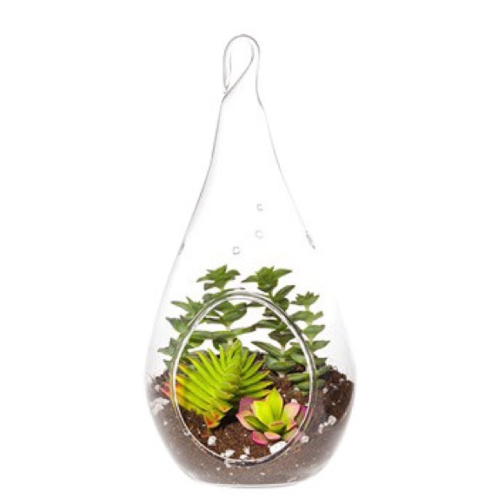 Various glass planters with live Succulent $15-$25